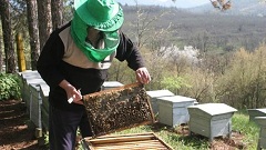 apicultor2
