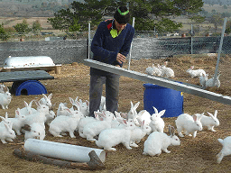 fermier iepuri