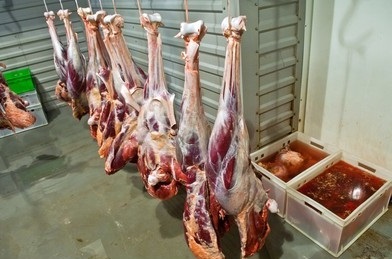 productie carne de strut